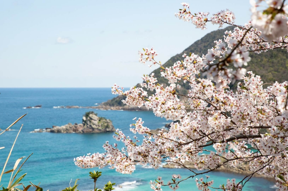 Tempat melihat bunga sakura di pinggiran kota yang benar-benar berbeda dari Kinosaki Onsen