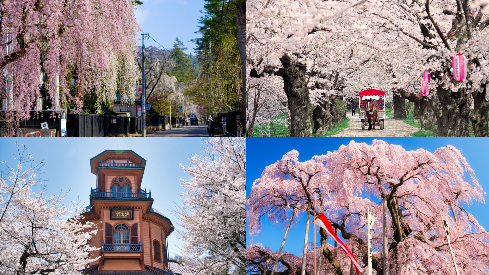 5 pilihan tempat melihat bunga sakura di Tohoku Jepang tanpa keramaian