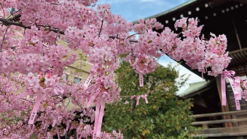 Bunga Sakura Kawazu di Kuil Sakura Jingu