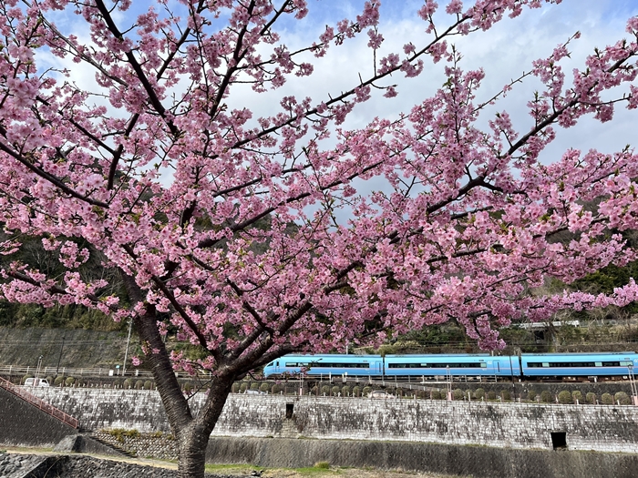 tempat melihat bunga sakura di tokyo